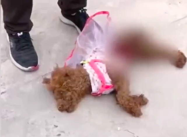 两只大狼狗咬死小泰迪，主人当场吓瘫：系隔壁家的狼狗，此前就有攻击行为