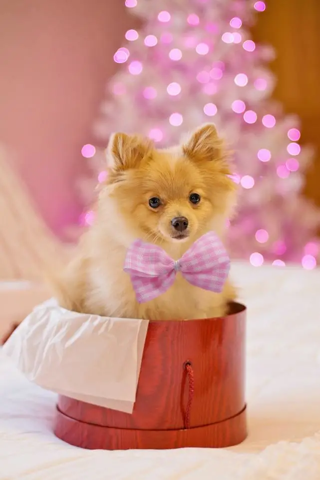 狗狗可以吃猫粮吗？吃多了会怎么样？狗可以长期吃猫粮吗？