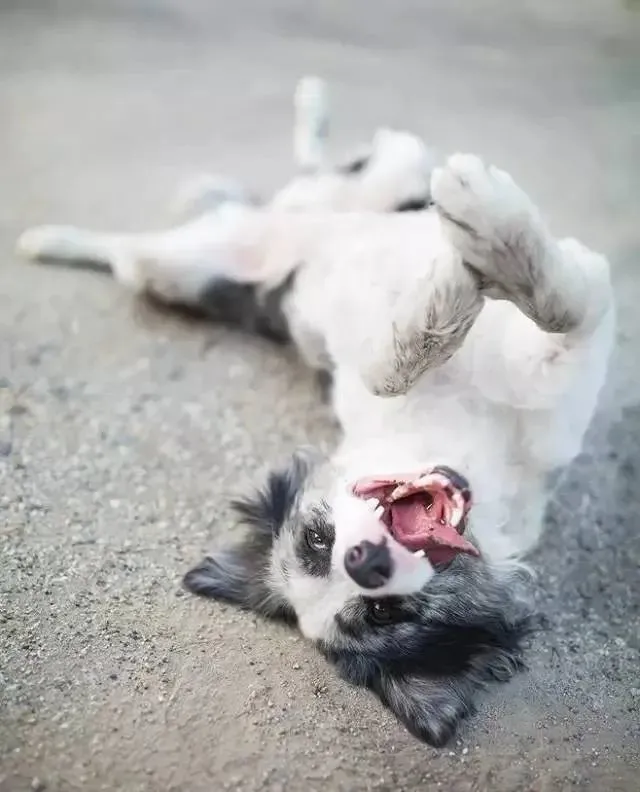 边牧专栏丨用食物奖励边境牧羊犬要注意的4件事