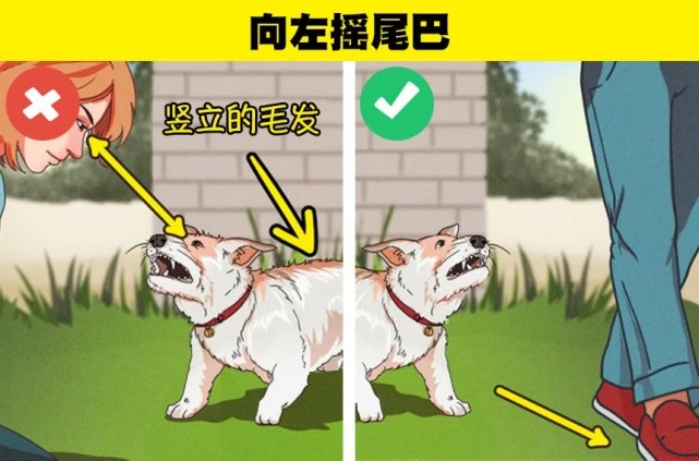 判断一只狗是否会咬你的6个小技巧