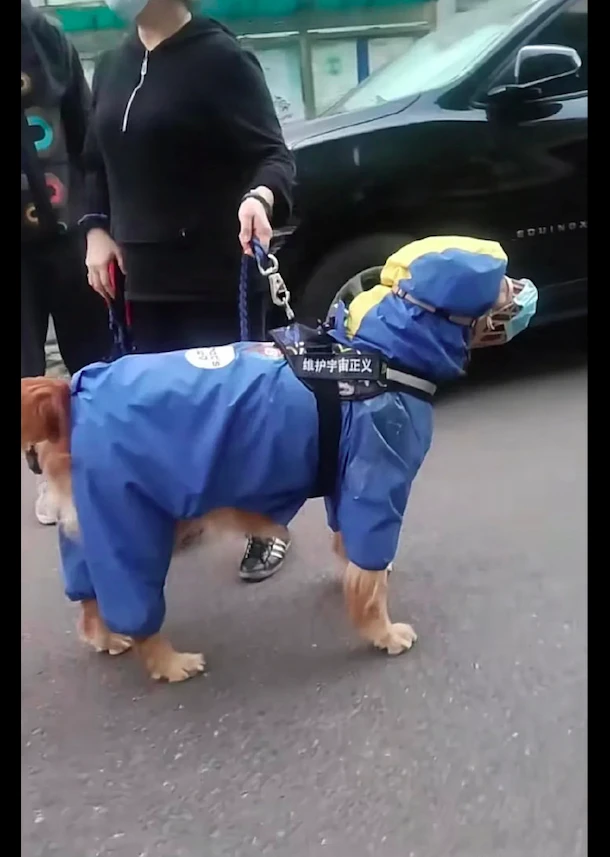 阿姨带狗出来散步，给它穿防护服还戴上口罩，包裹得严严实实的！