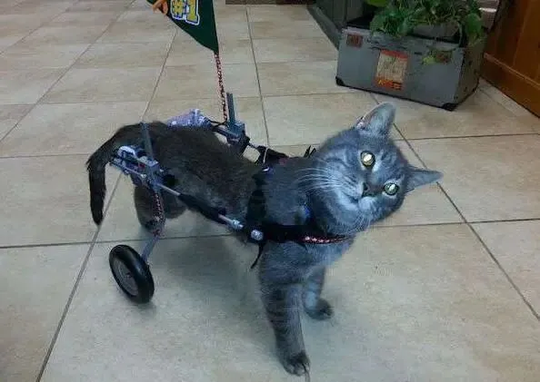 猫咪被前主人扭断脖子，但这件事让它重新爱上人类！