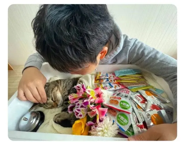 猫家长请注意！网红按铃猫突发去世，头号杀手竟然是…！