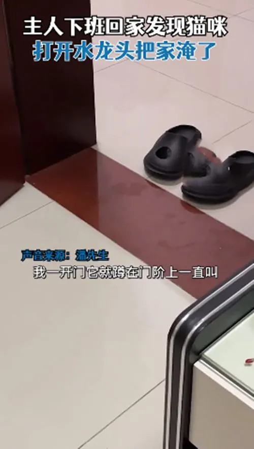 上班留猫咪独自在家里，下班推开门后，男子顿时血压飙升了