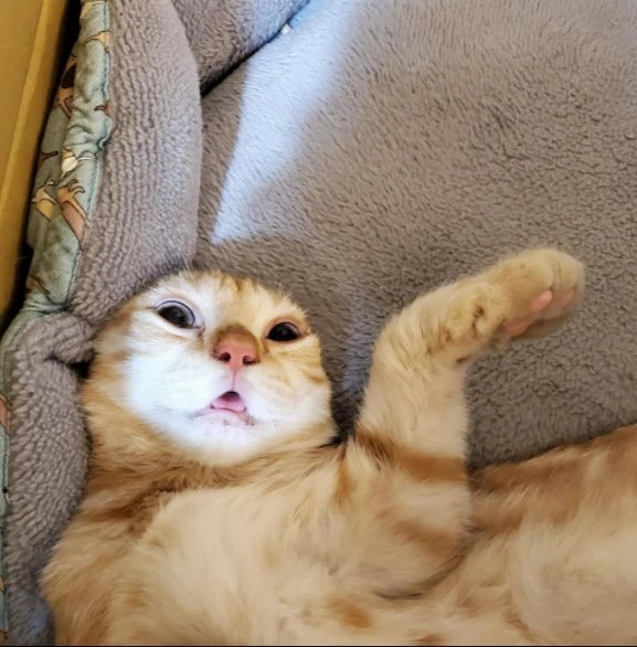 网友路边捡到断脚流浪猫，没想到1年后变超美猫，还抢她老公！