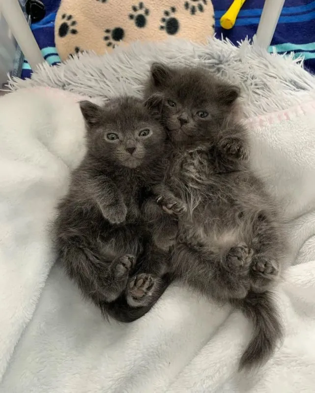 猫趣｜灰猫兄弟俩，精神萎靡身材瘦小被家族嫌弃，竟是因为呆小症