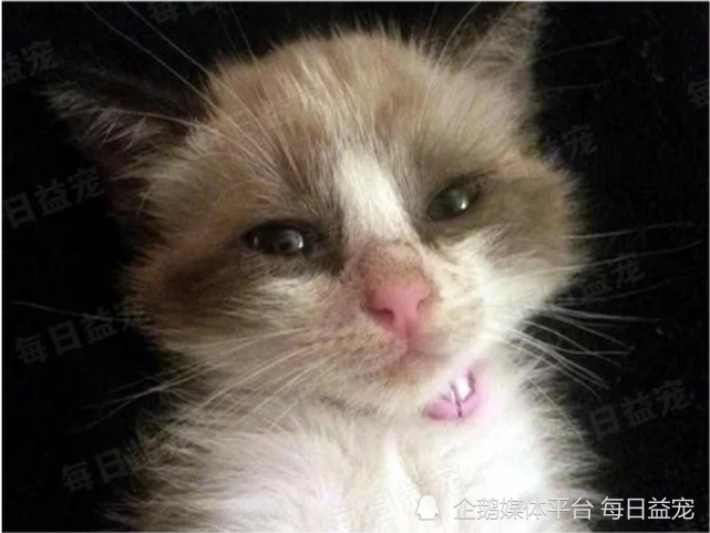 捡到一只还没睁眼的猫咪，养一个月后变色了，网友：赚大了