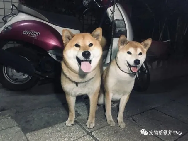 有些柴柴表面光鲜亮丽，其实底子可黑了，简直就是乌骨柴～