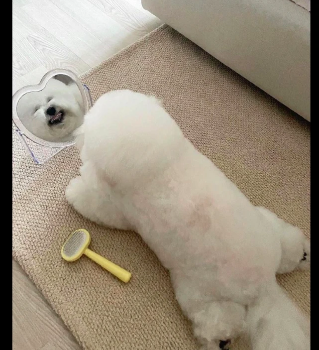 狗狗趴在地上照镜子，笑容看起来好勉强，狗：我为什么是只胖小狗