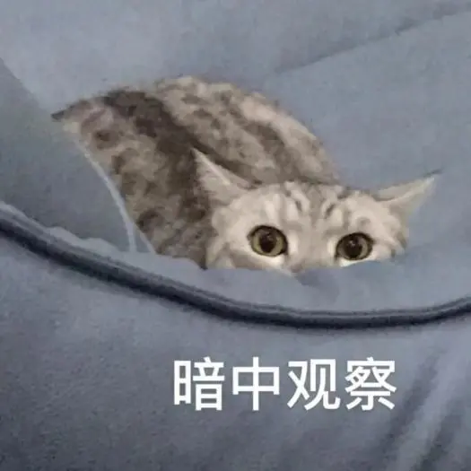 美短：养过的人都说好