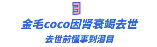 网红金毛coco肾衰竭去世，因洗澡睡晕走红，曾偷吃火龙果火出国外