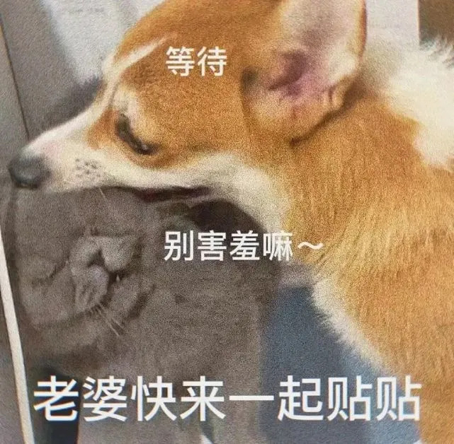 超可爱的狗狗表情包