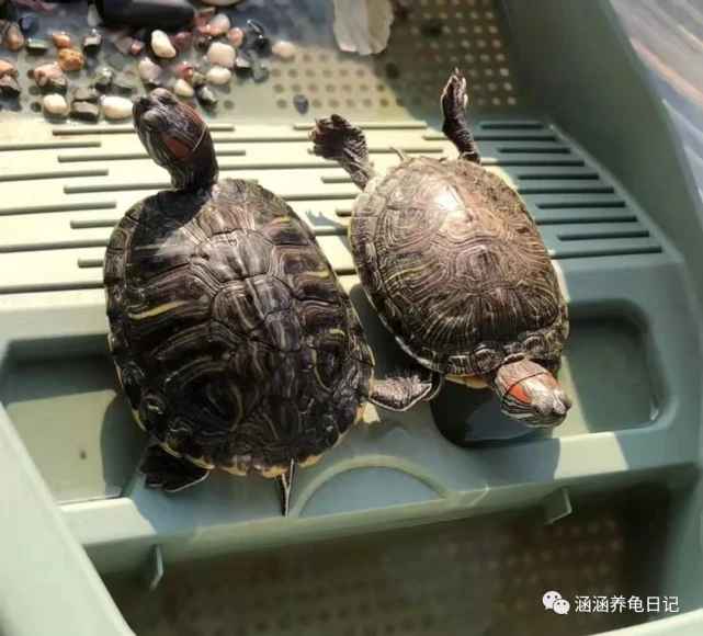 民间大佬告诉你，饲养小乌龟的4个小经验，太实用了！