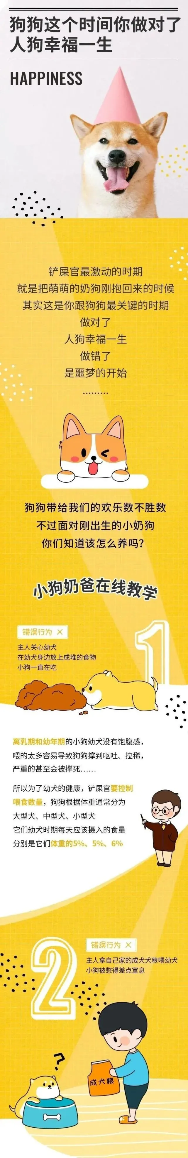 幼犬小奶迪，要注意些什么？