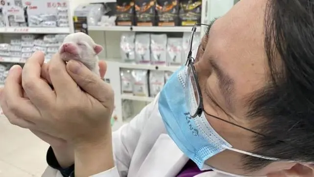 【自述】留守宠物医院照顾115只猫狗！台湾兽医师：上海是座有爱的城市