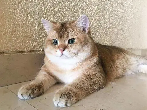 猫咪感冒怎么办？猫感冒的护理方法
