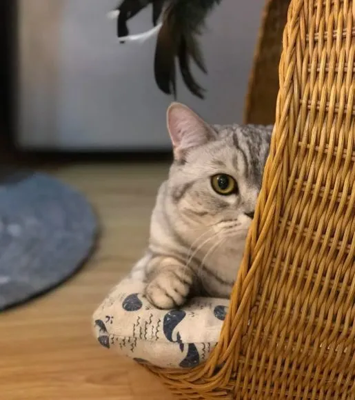 养猫的想法越来越强烈？千万别冲动养宠