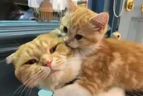 猫咪们打架要不要去阻止？为什么？