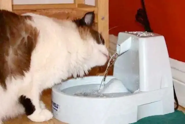 猫咪喝水的5个“常识”，铲屎官都知道吗？