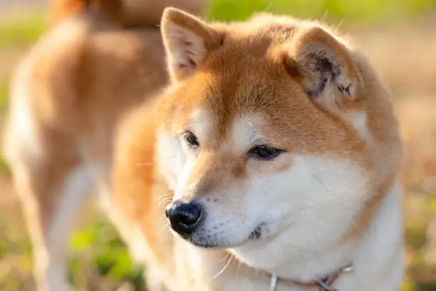 日本柴犬真的是适合你饲养的品种吗？