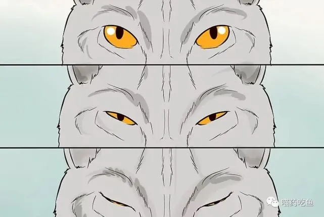 不要再误会猫咪了，猫咪并非养不熟，这些行为都是爱主人的表现