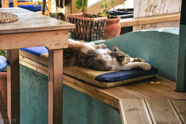 15种正确撸猫方式，让猫咪喜欢上你，跟你玩耍你其实很简单