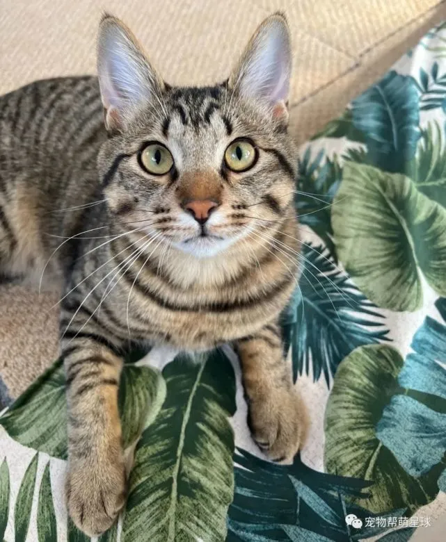 猫咪为了鼓励主人竟往包里放了这个……中午的便当钱省了