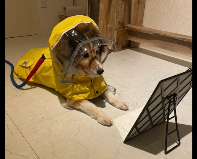 下雨天主人给狗狗穿上了雨衣，它在镜子前照来照去：我好可爱呀！