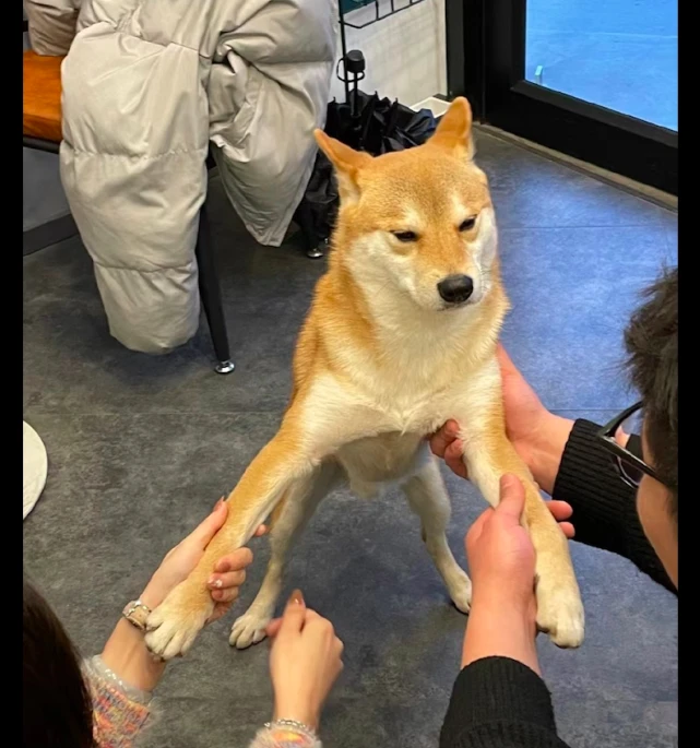 主人带柴犬去见朋友，结果它瞬间被围了起来，好像见亲戚时的我！