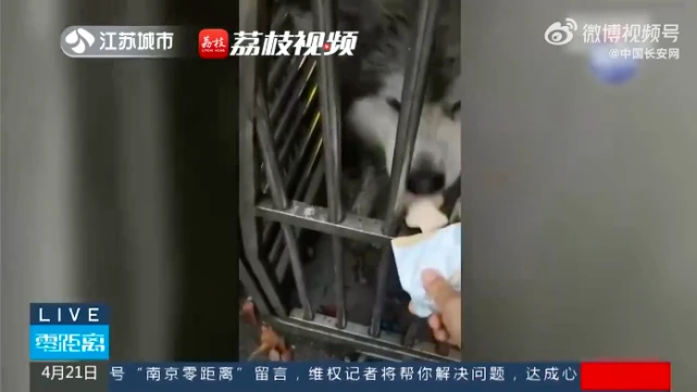 主人为救狗被困河中心暴晒2小时晕倒…狗东西却独自上岸撒欢跑了哈哈哈！