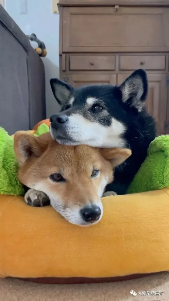 柴犬姐妹花叠手手互不相让，一场汪界对峙开始了！