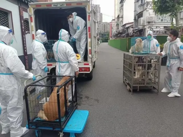 上海疫情中，猫猫侠在行动