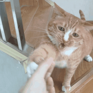 细数4种“不适合家养”的网红猫咪，缺点让人崩溃