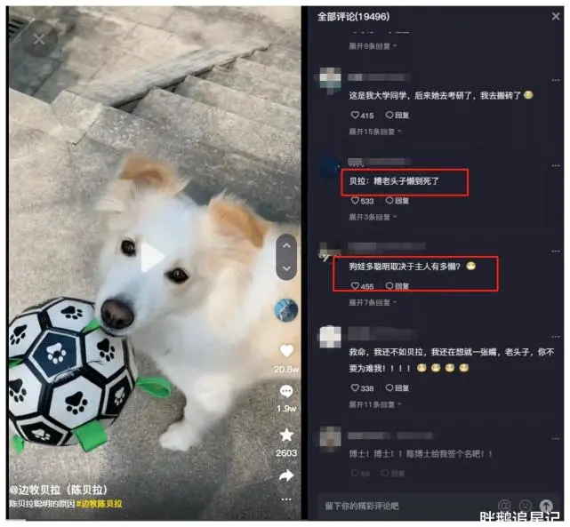 全网最聪明的边牧贝拉，能与主人无障碍沟通，网友：狗子成精了