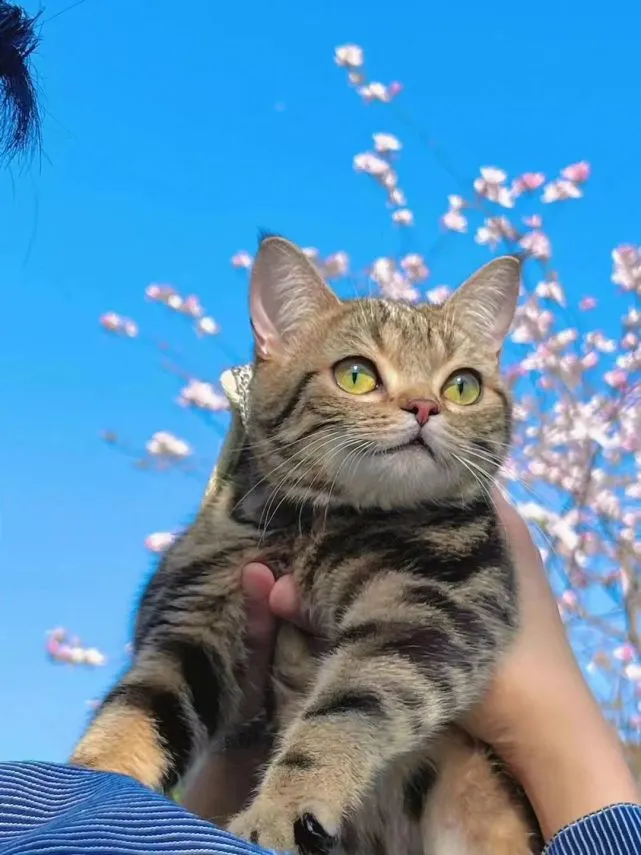 猫咪：出来玩好开心啊