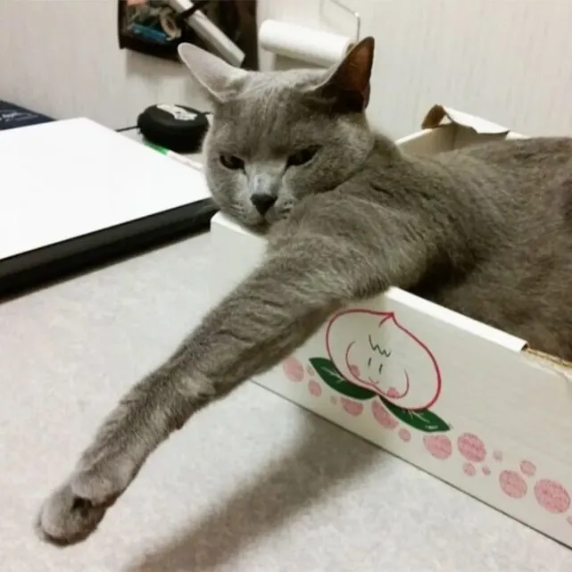 霸气蓝猫身材超好，每天都要秀一秀肌肉：羡慕了吧？