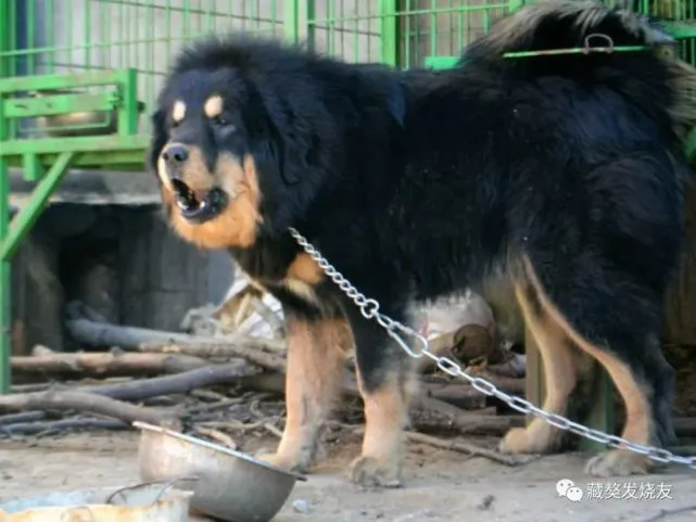 莱德血真金白银十万大元RMB：藏獒种公犬福星