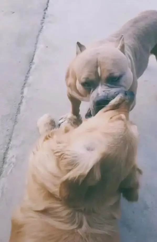 金毛跟比特犬干架，咬住对方嘴巴，观战狗：难分胜负！