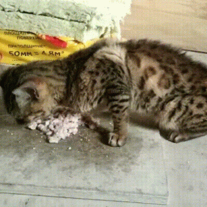饿到吃垃圾的流浪猫，竟是名贵品种猫，它为什么会流浪？