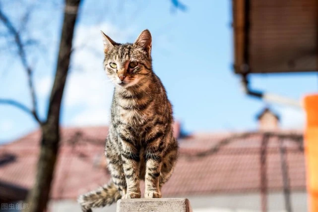 养猫必看！对猫咪做这6件事，它会上瘾