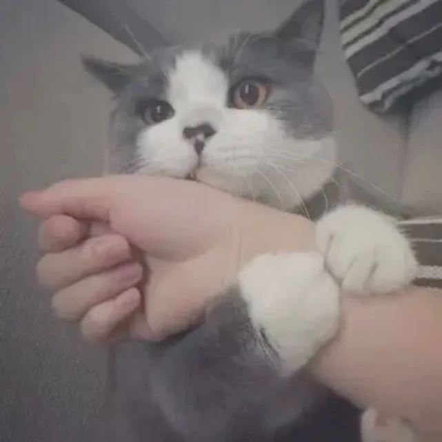 猫咪感到“舒服、放松，信任你”，才会有的5个表现