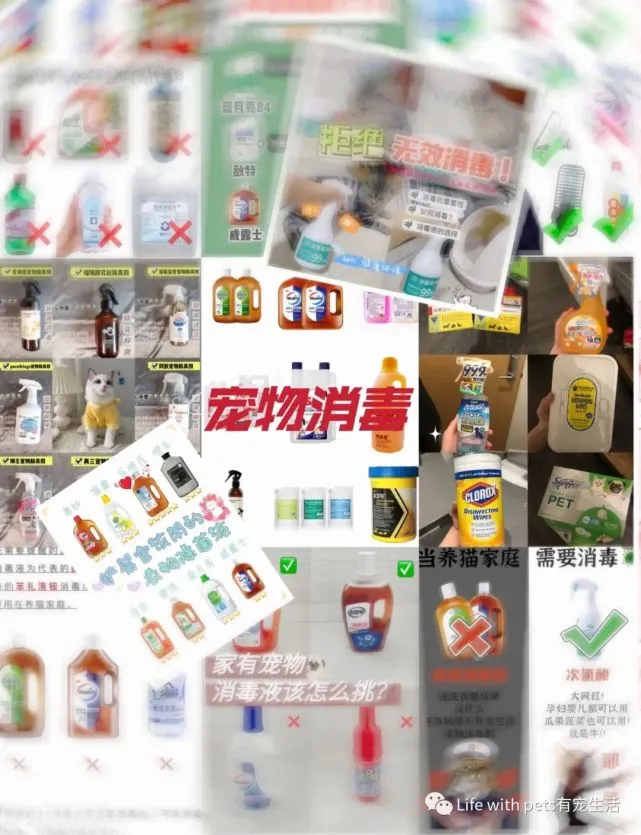 养宠必读｜养宠家庭用什么消毒剂更安全？