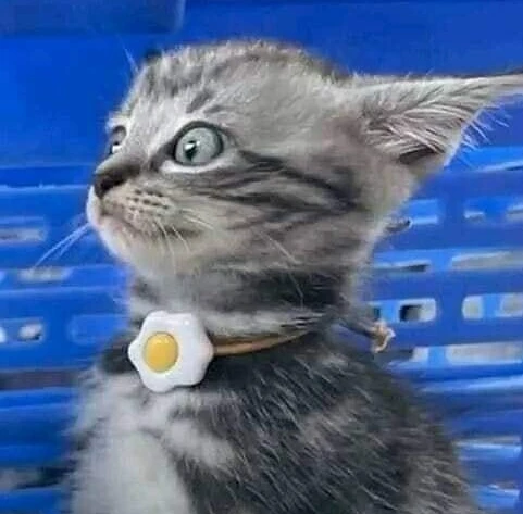 大猫一凑近，小猫就被吓得一脸懵
