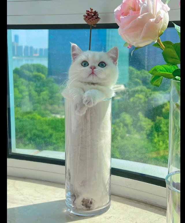 网友买了花瓶要装花，没想到猫咪却钻了进去，变成了一瓶猫？