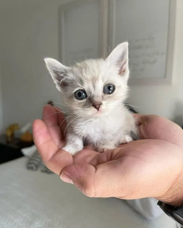 猫趣｜猫窝里的小萝卜头，努力追赶着自己的姐妹，想要快点长大