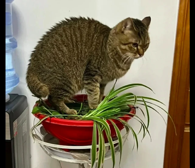 网友买了个吊兰，猫咪却偏要坐在上面不下来：猫砂盆不错，给我吧