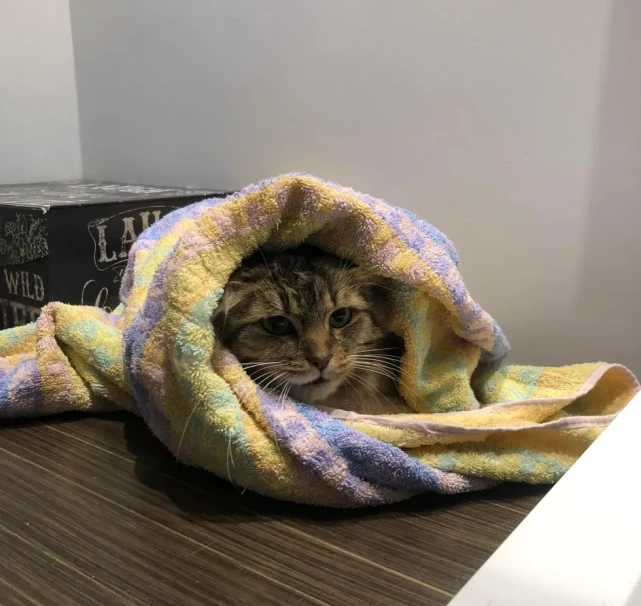 猫趣｜胆小的猫妈妈，躲在小猫的身后寻求庇护，半年后才敞开心扉