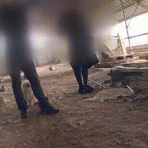 一群名贵犬被养在村庄里，被好心人发现后，负责人连夜带狗逃走！