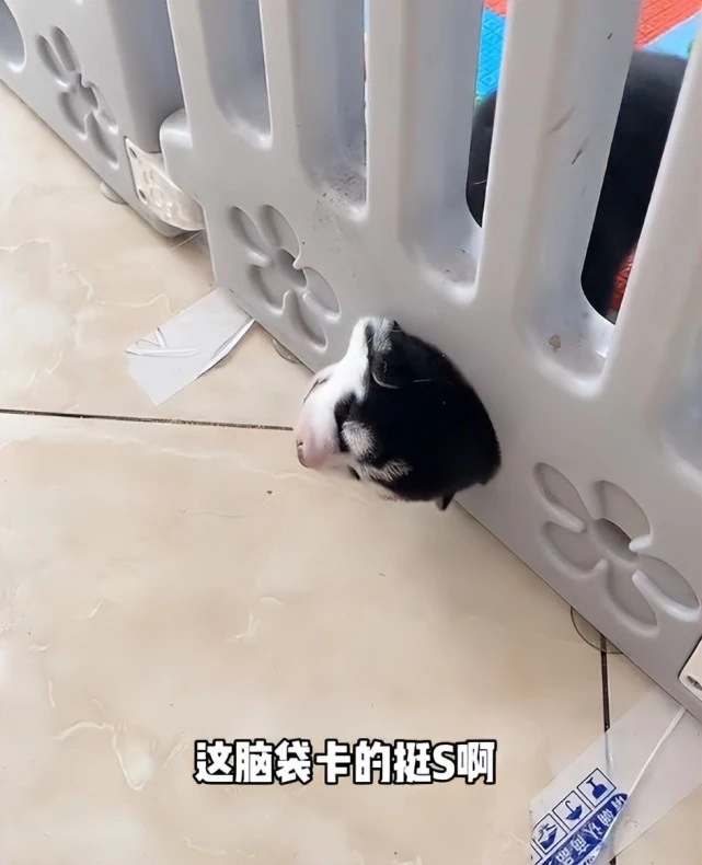 “全网最抑郁”的哈士奇：被主人逼疯获赞1亿，它究竟有多像人？