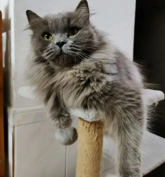小时候性格调皮的猫，长大后怎么变了？